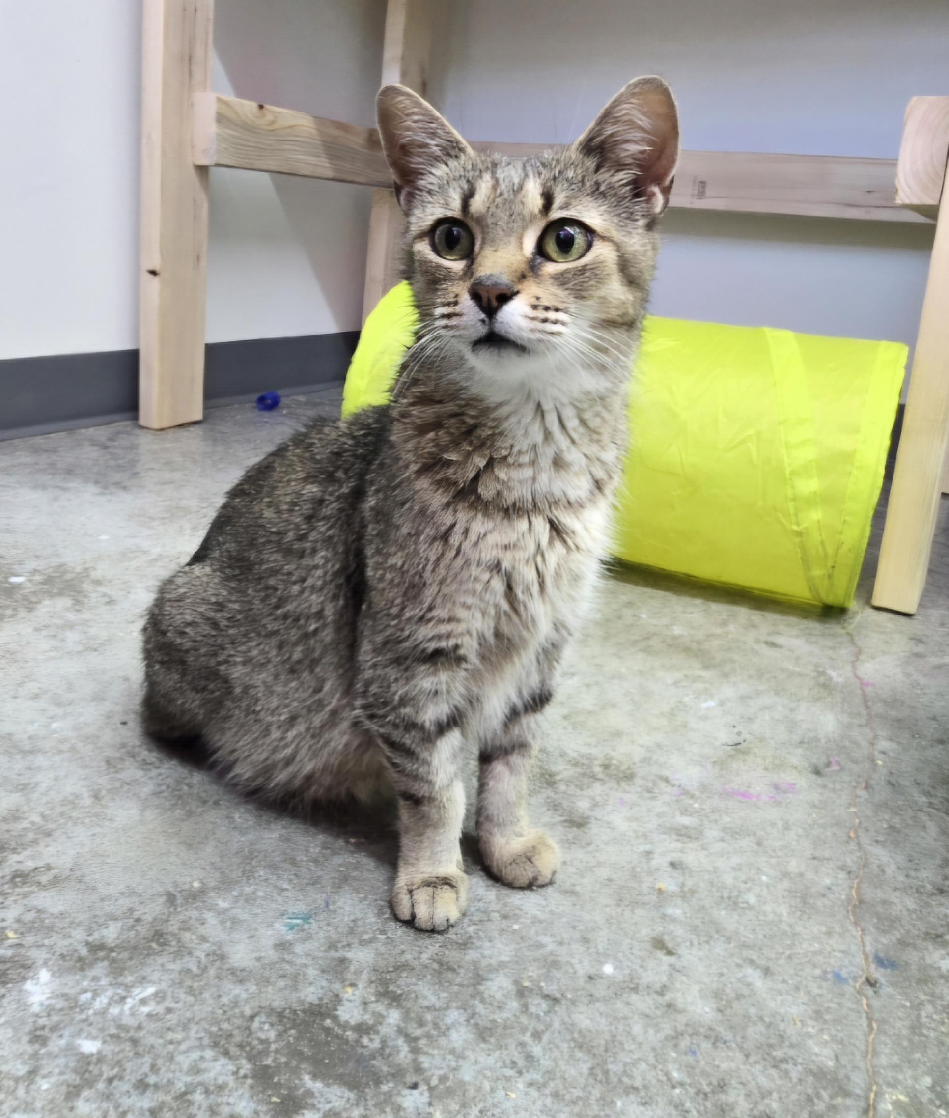 Janey, Adoptable, Adult Female Domestic Short Hair.