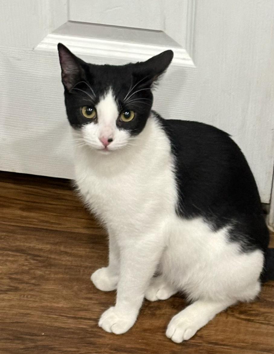 Enlarge Sece , an adopted mixed breed in Youngtown, AZ image 3/4