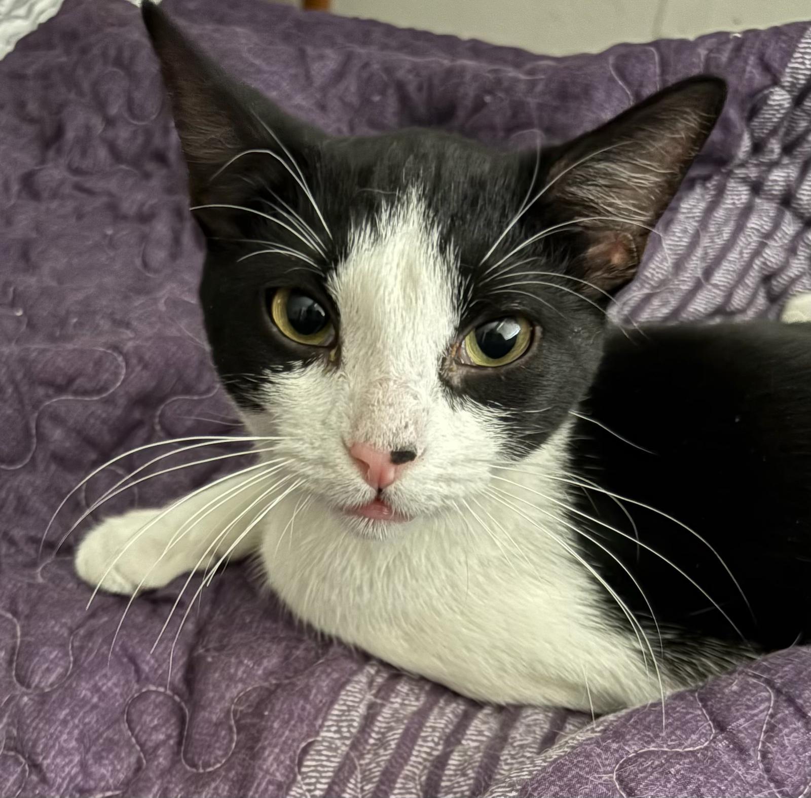 Sece , adopted, Young Male Domestic Short Hair.