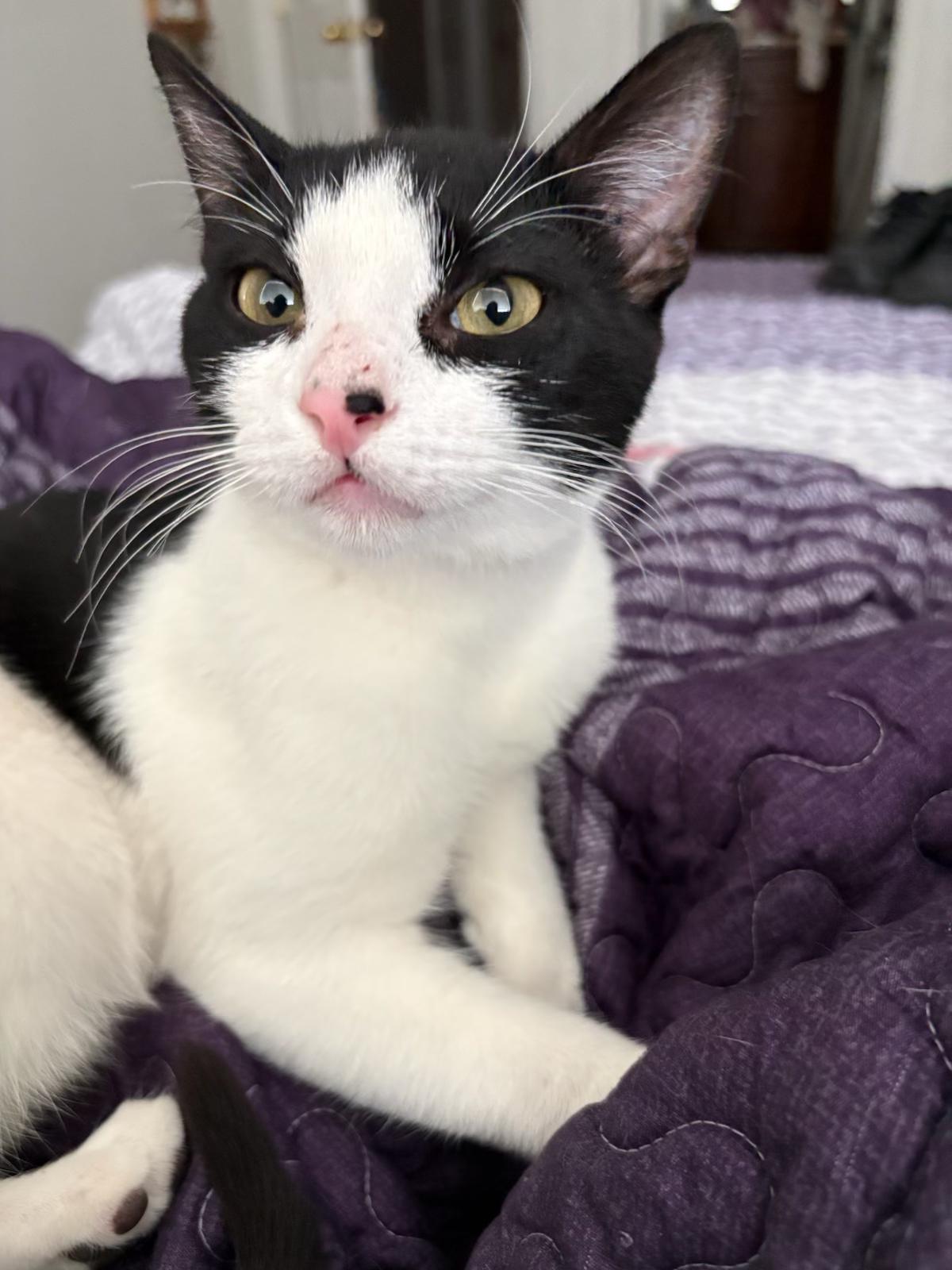 Enlarge Sece , an adopted mixed breed in Youngtown, AZ image 2/4