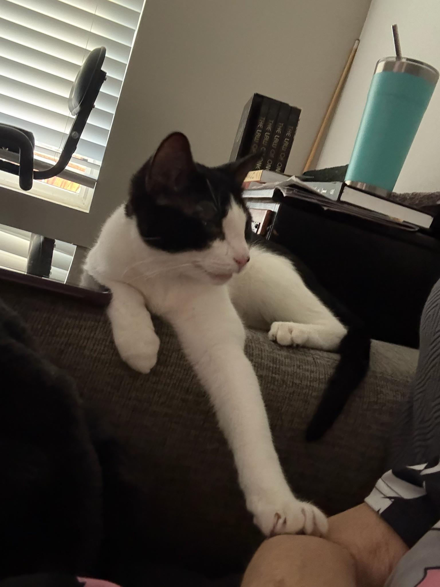 Enlarge Sece , an adopted mixed breed in Youngtown, AZ image 4/4