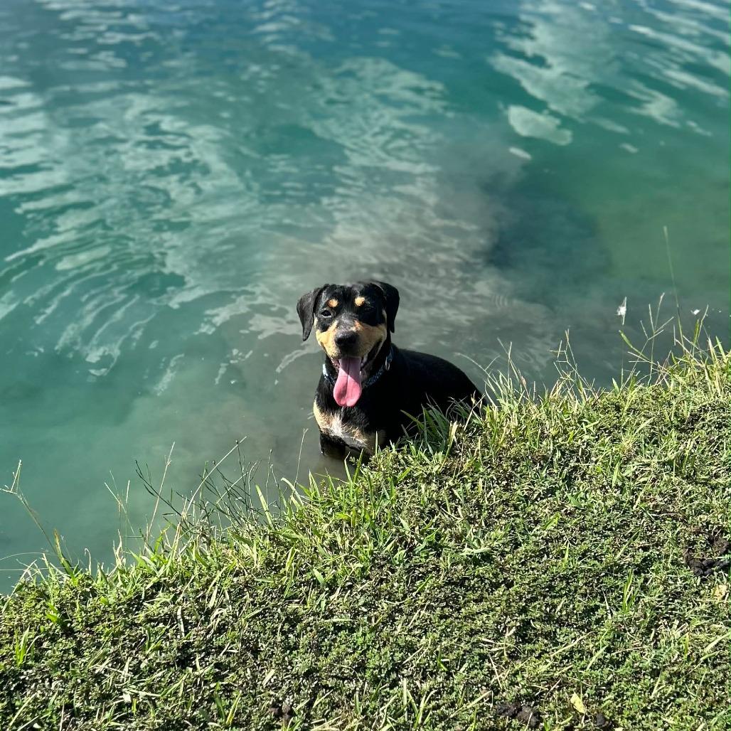 Gemma, Adoptable, Young Female Beagle.