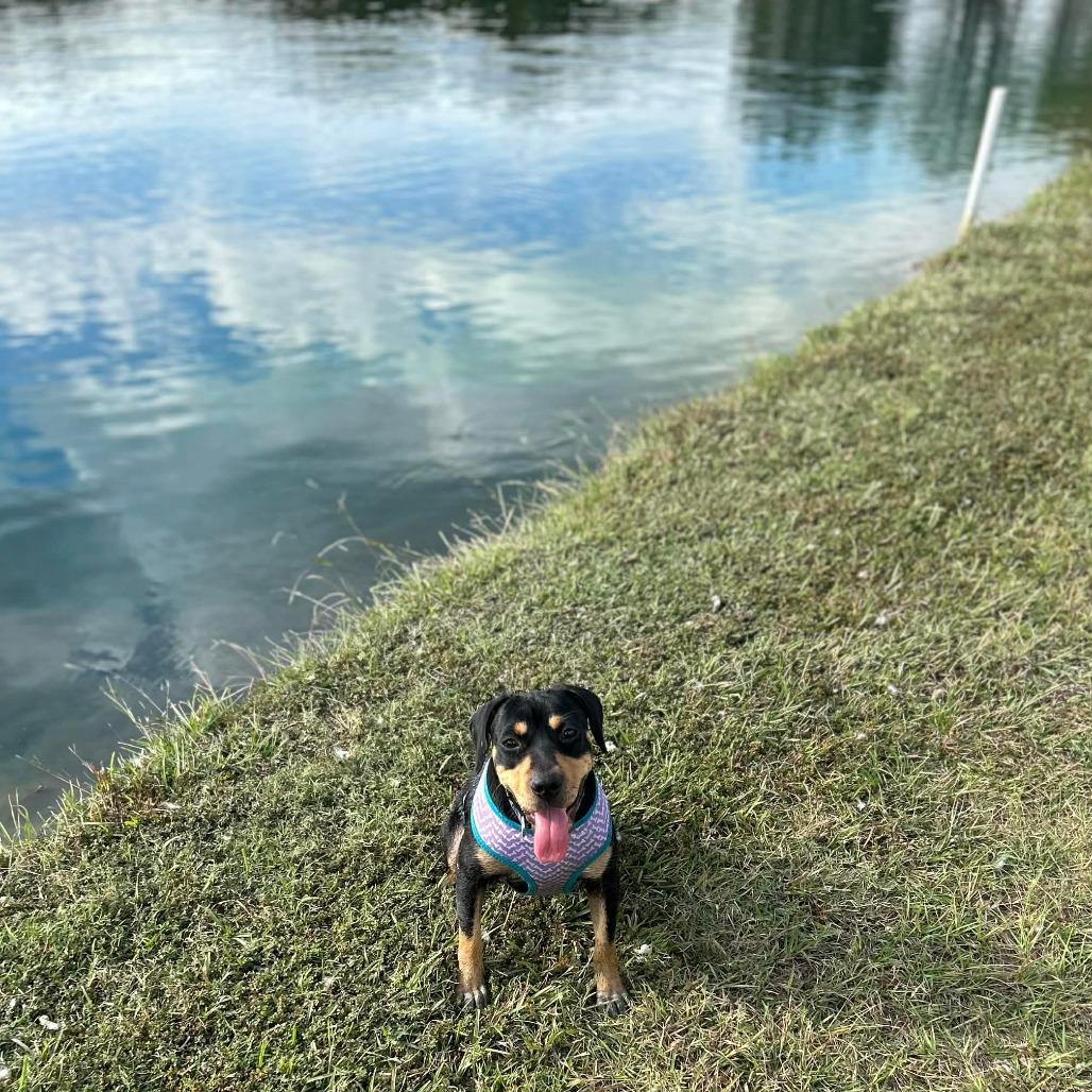 Enlarge Gemma, a Adoptable mixed breed in Natchez, MS image 2/6