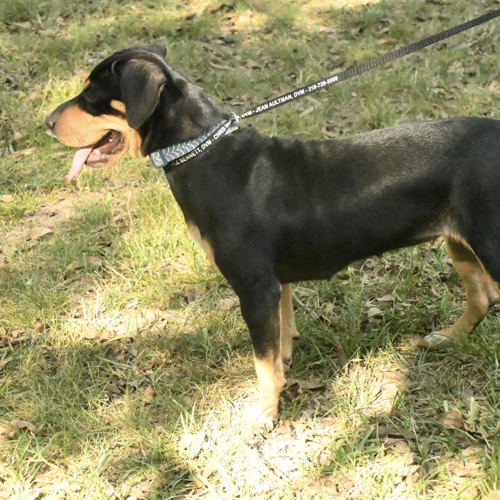 Enlarge Gemma, a Adoptable mixed breed in Natchez, MS image 3/6