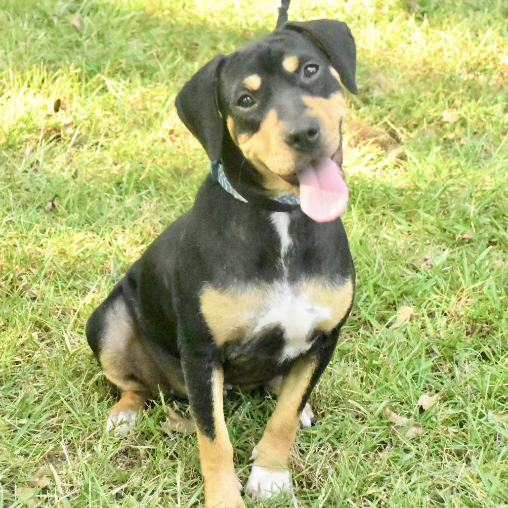 Enlarge Gemma, a Adoptable mixed breed in Natchez, MS image 4/6