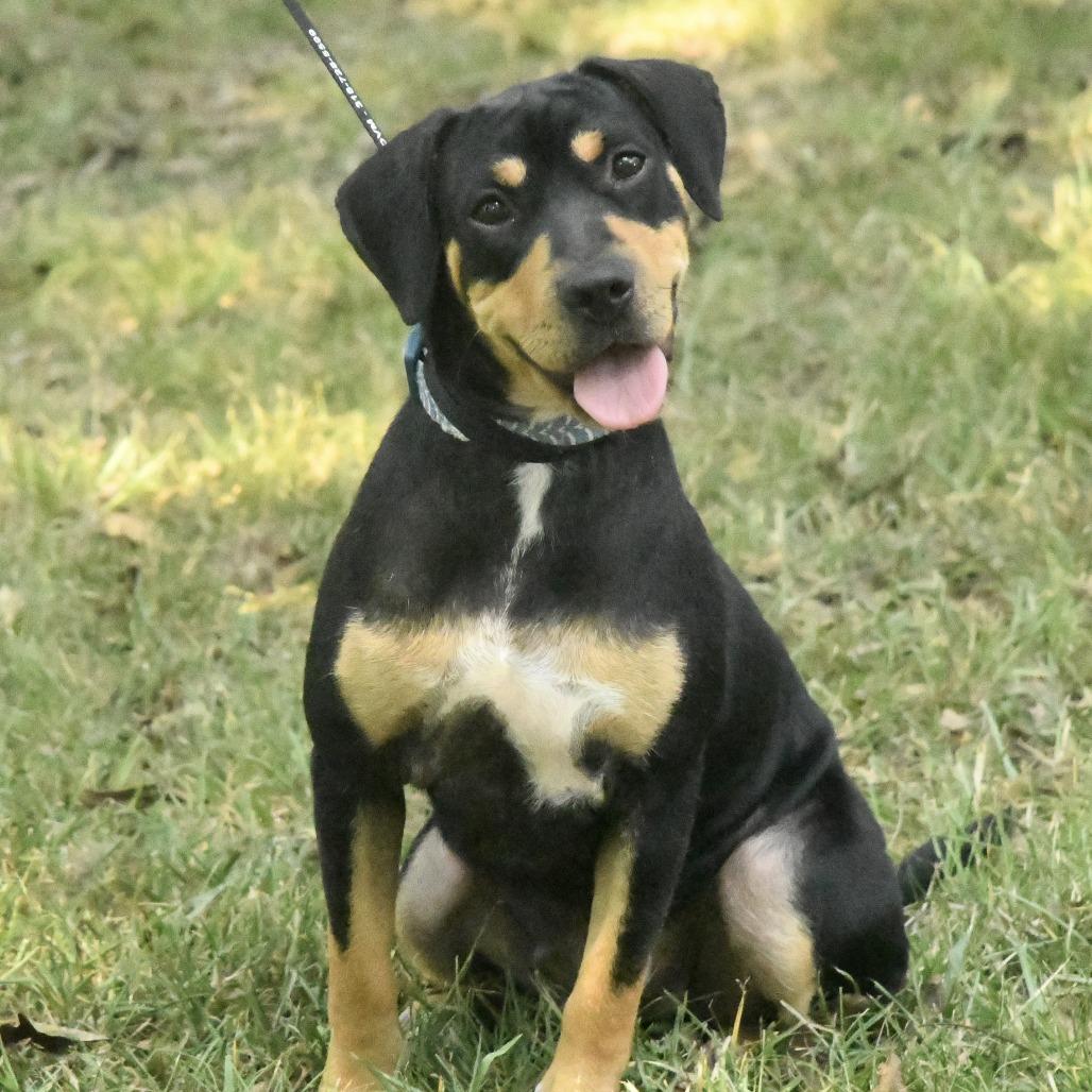Enlarge Gemma, a Adoptable mixed breed in Natchez, MS image 5/6