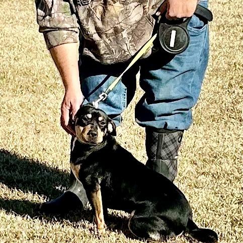 Enlarge Gemma, a Adoptable mixed breed in Natchez, MS image 6/6
