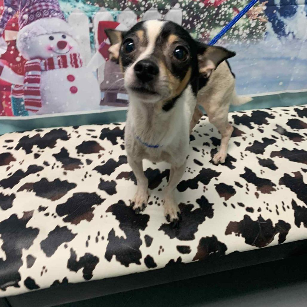 Peanut, Adoptable, Adult Male Chihuahua.