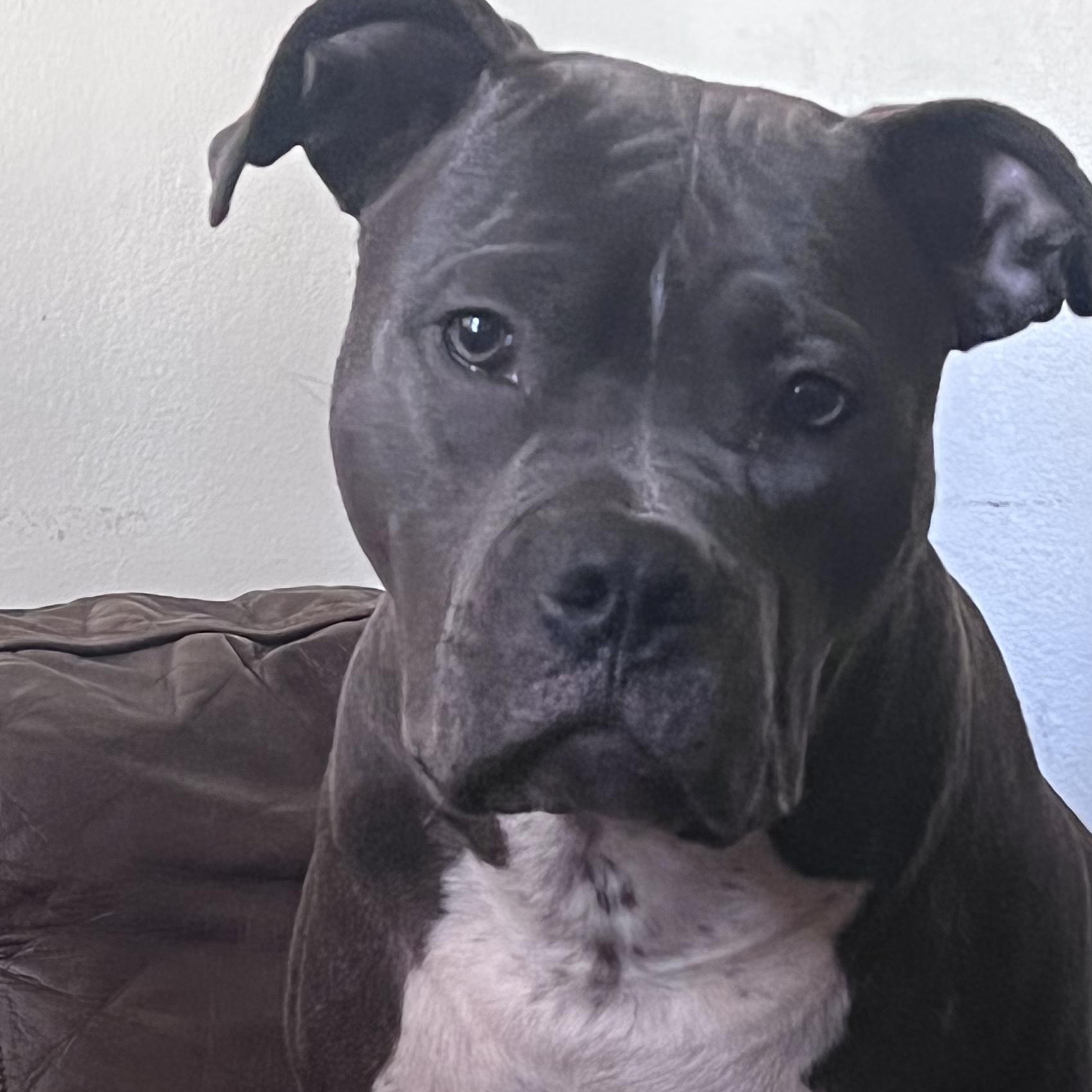 Saint, Adoptable, Young Male American Staffordshire Terrier.