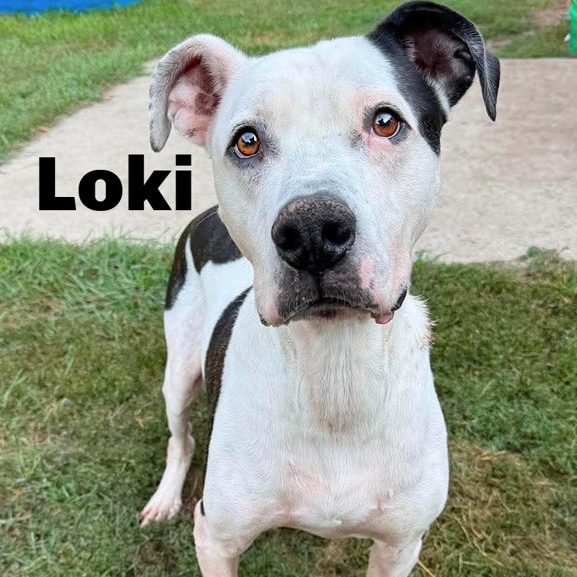 Enlarge Loki 260301, a Adoptable Mixed Breed in Escanaba, MI image 1/1