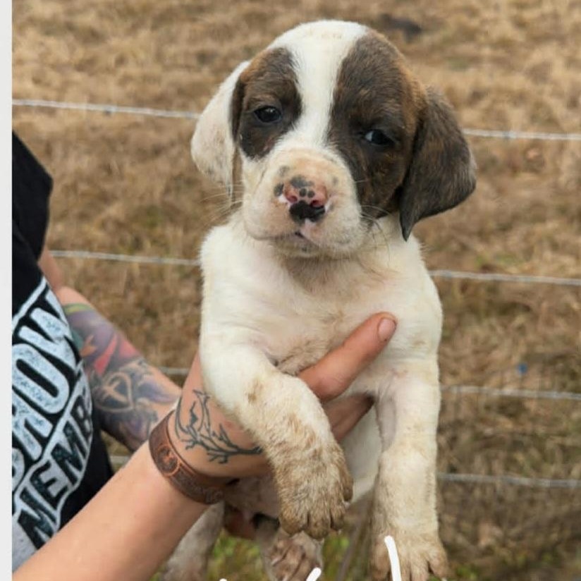 Jewels, Adoptable, Puppy Female Basset Hound & Mixed Breed.