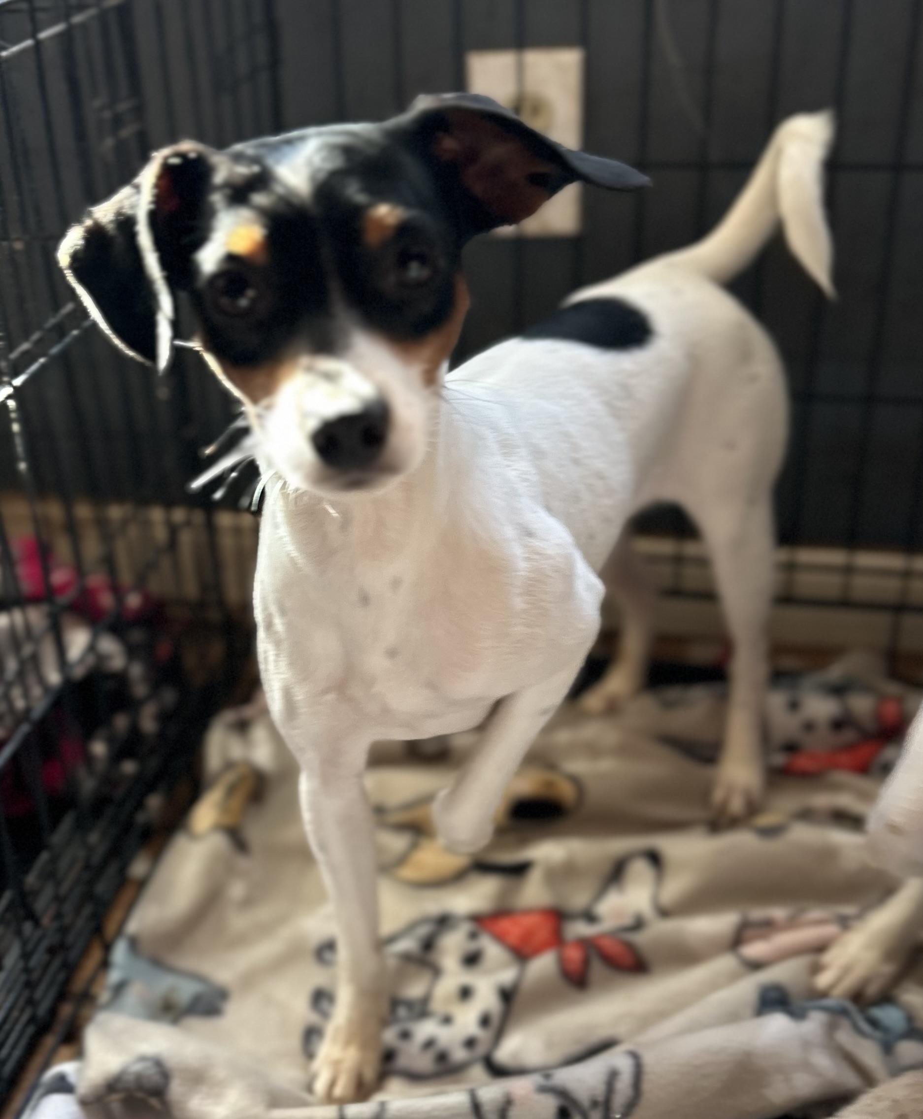 Noah, adopted, Adult Male Beagle.