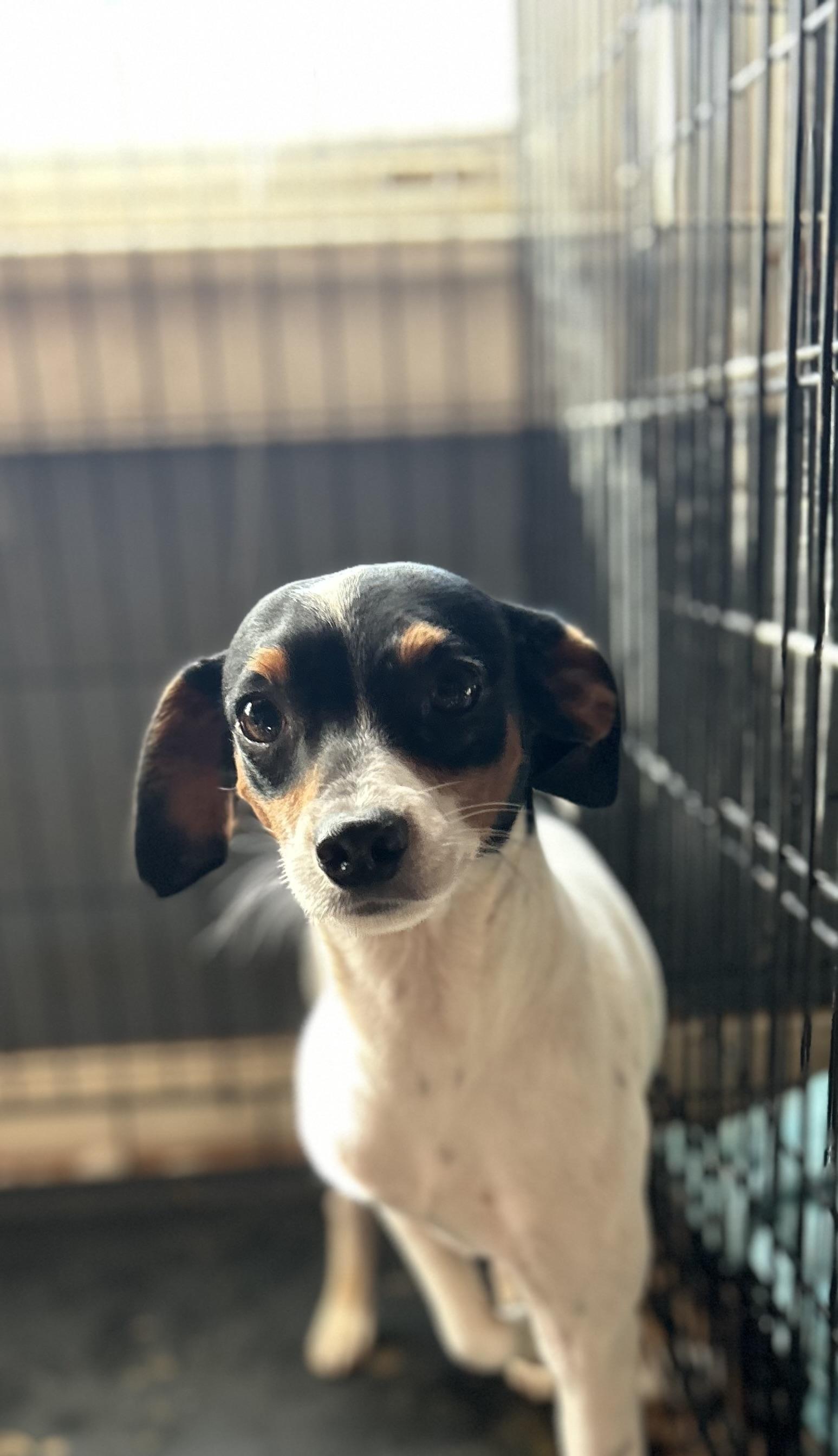 Enlarge Noah, an adopted mixed breed in Pine Bluff, AR image 3/3