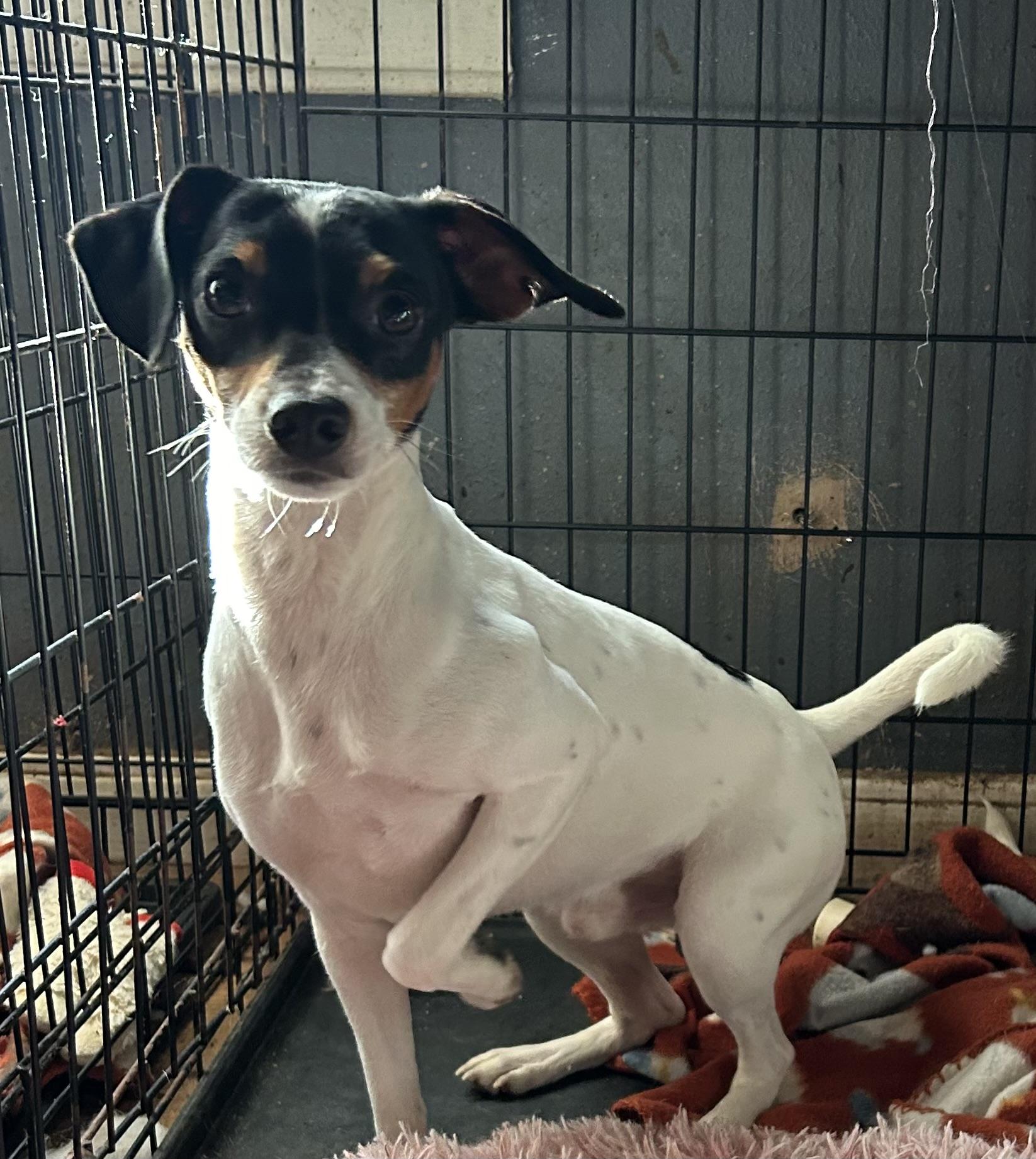 Enlarge Noah, an adopted mixed breed in Pine Bluff, AR image 2/3