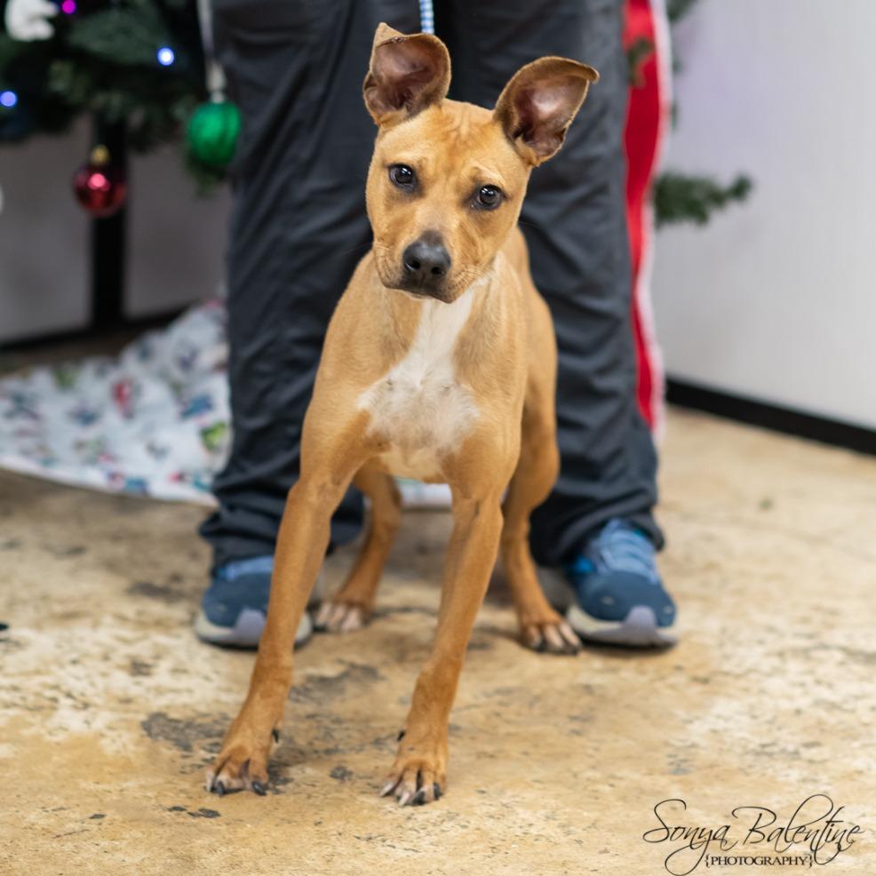 Enlarge BROWNIE-30308, a Adoptable mixed breed in Bartlett, TN image 2/2