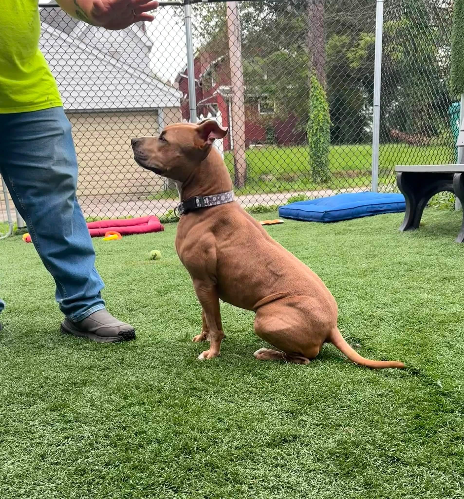 TALULAH, a ADOPTABLE mixed breed in Vandergrift, PA image 3/3