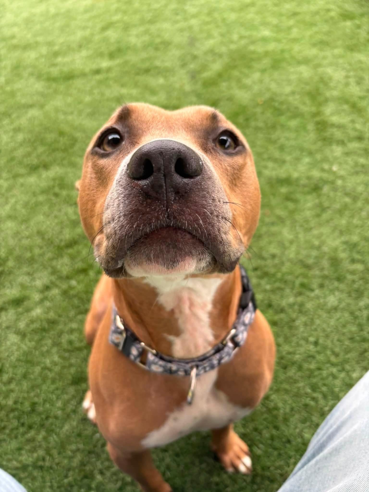 TALULAH, a ADOPTABLE mixed breed in Vandergrift, PA image 2/3