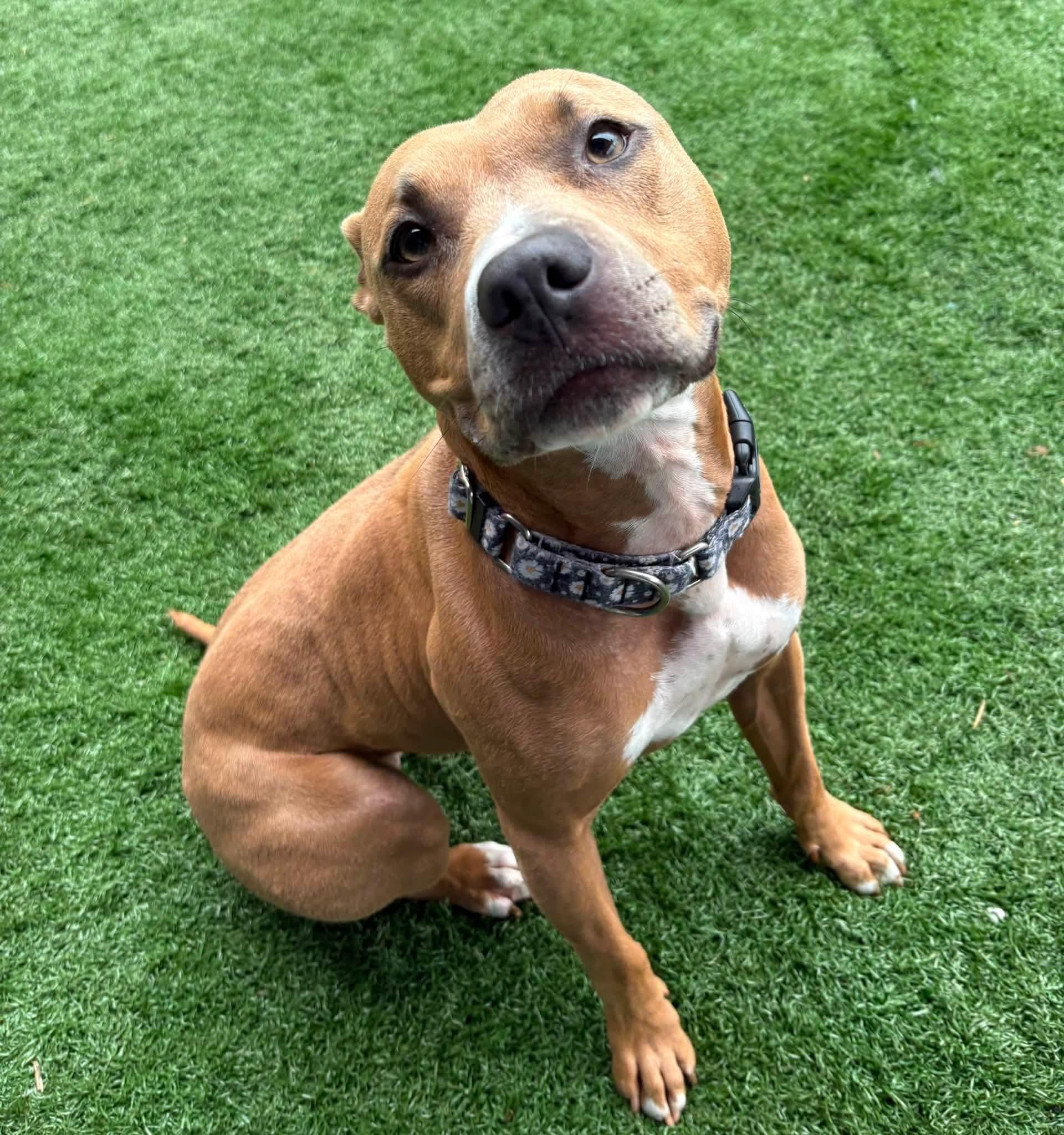TALULAH, ADOPTABLE, Adult Female Terrier.