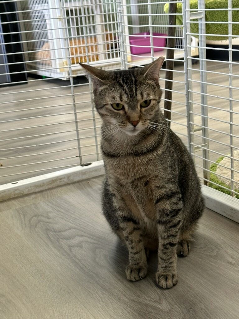 Max, a Adoptable Domestic Short Hair in Margate, FL image 1/5