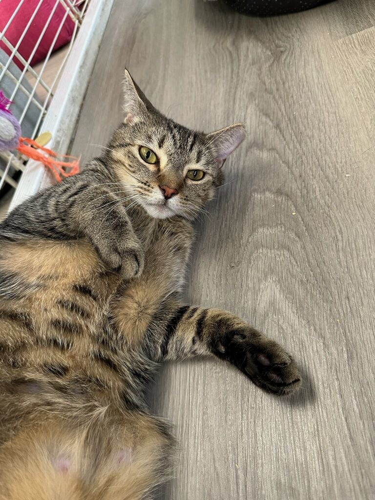 Max, a Adoptable Domestic Short Hair in Margate, FL image 2/5