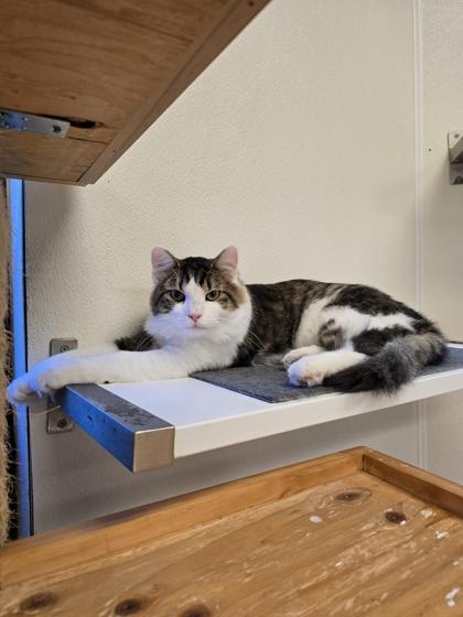 Enlarge Hopper, a Adoptable Domestic Medium Hair in Woodstock, IL image 5/5