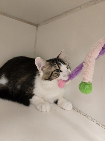 Enlarge Hopper, a Adoptable Domestic Medium Hair in Woodstock, IL image 4/5