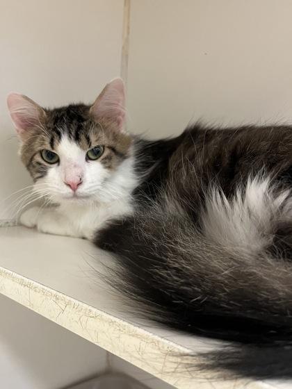 Enlarge Hopper, a Adoptable Domestic Medium Hair in Woodstock, IL image 2/5