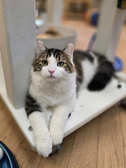 Hopper, Adoptable, Adult Male Domestic Medium Hair.