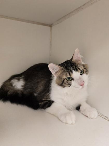 Enlarge Hopper, a Adoptable Domestic Medium Hair in Woodstock, IL image 3/5