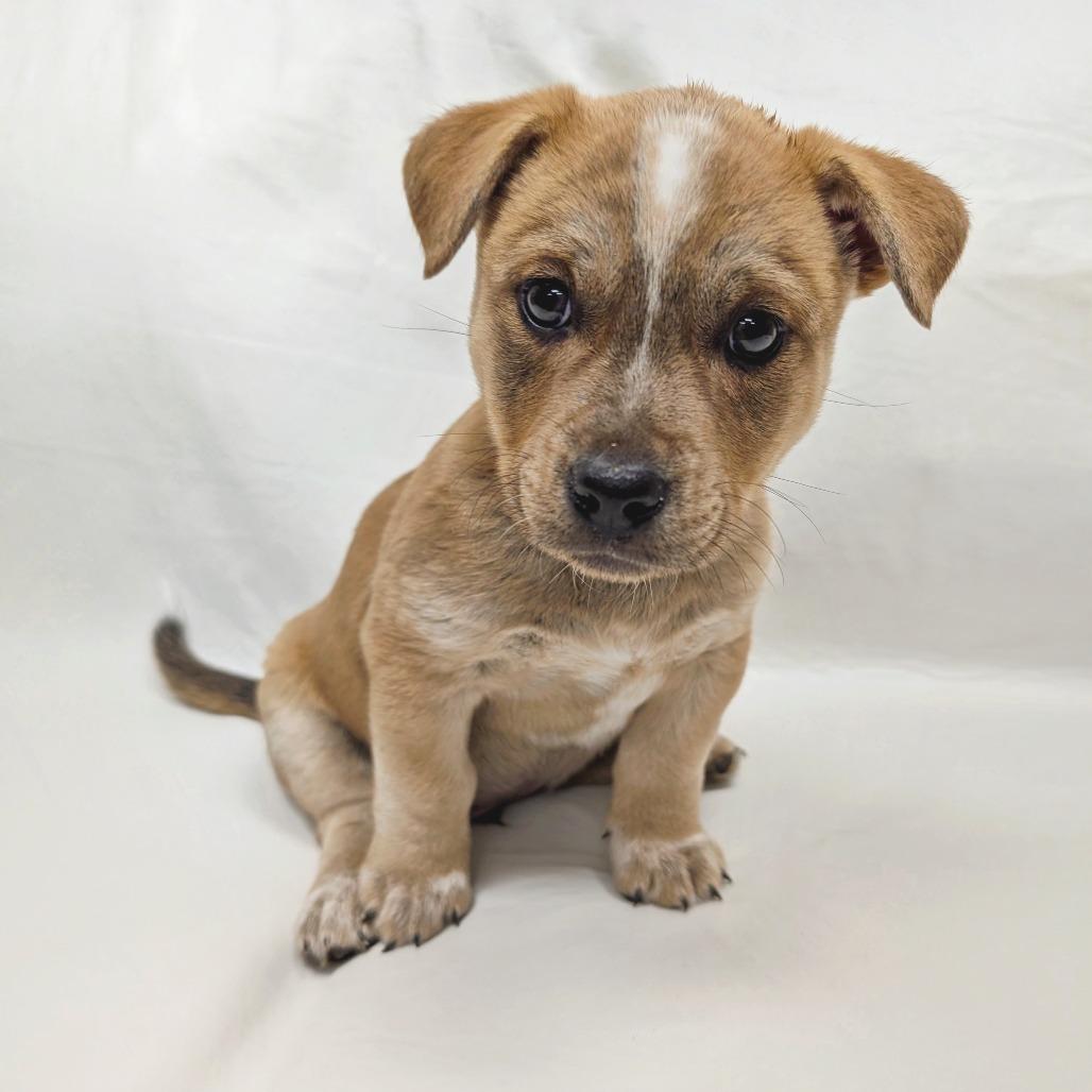 Enlarge 39 (2026) Woody, a Adoptable Mixed Breed in Parker, CO image 1/4