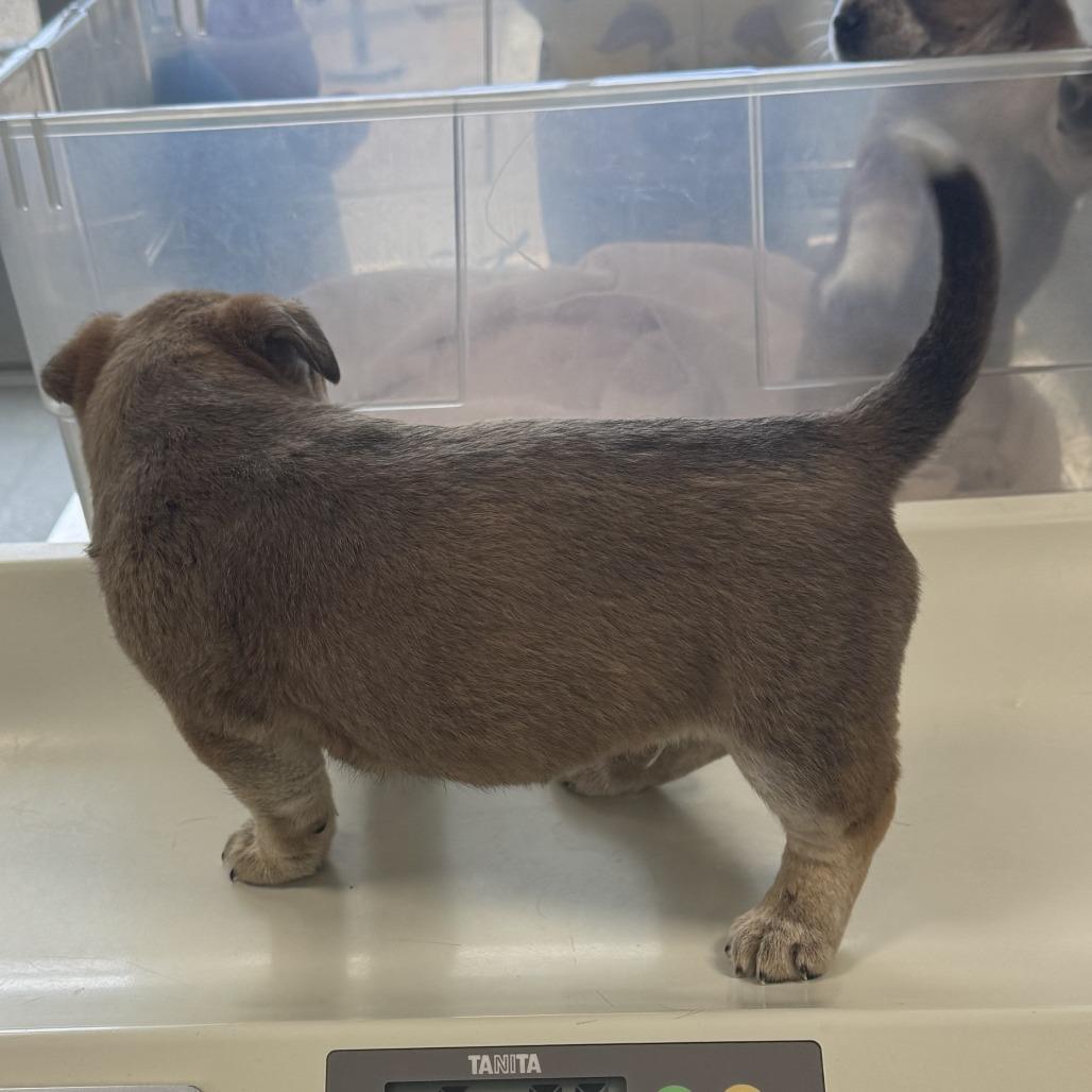 Enlarge 39 (2026) Woody, a Adoptable Mixed Breed in Parker, CO image 2/4