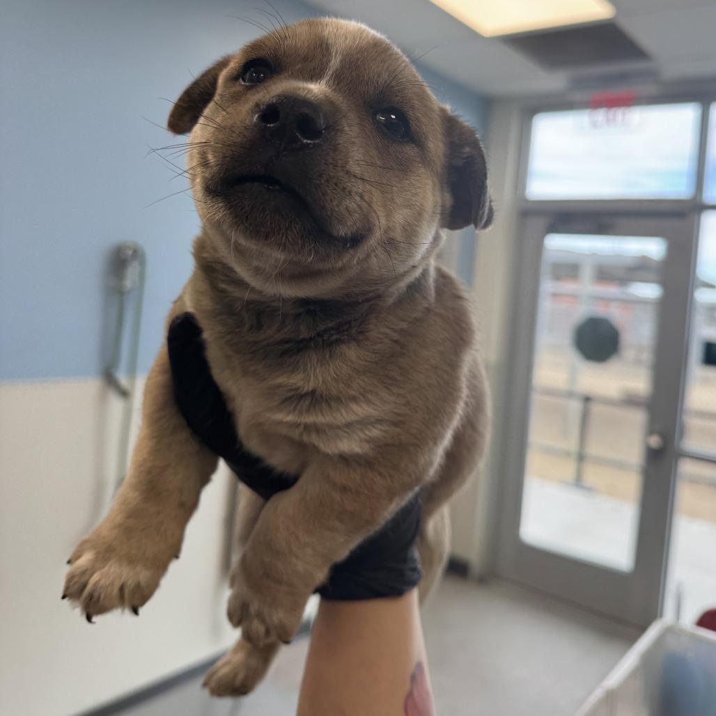 Enlarge 39 (2026) Woody, a Adoptable Mixed Breed in Parker, CO image 3/4