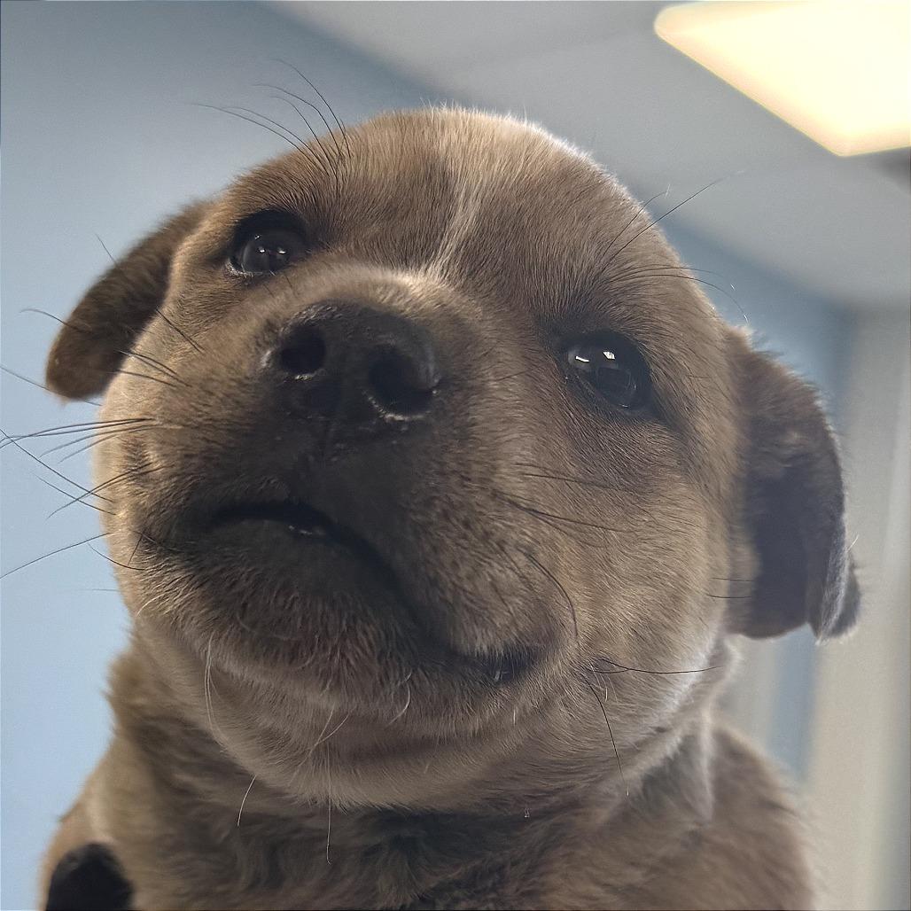 Enlarge 39 (2026) Woody, a Adoptable Mixed Breed in Parker, CO image 4/4