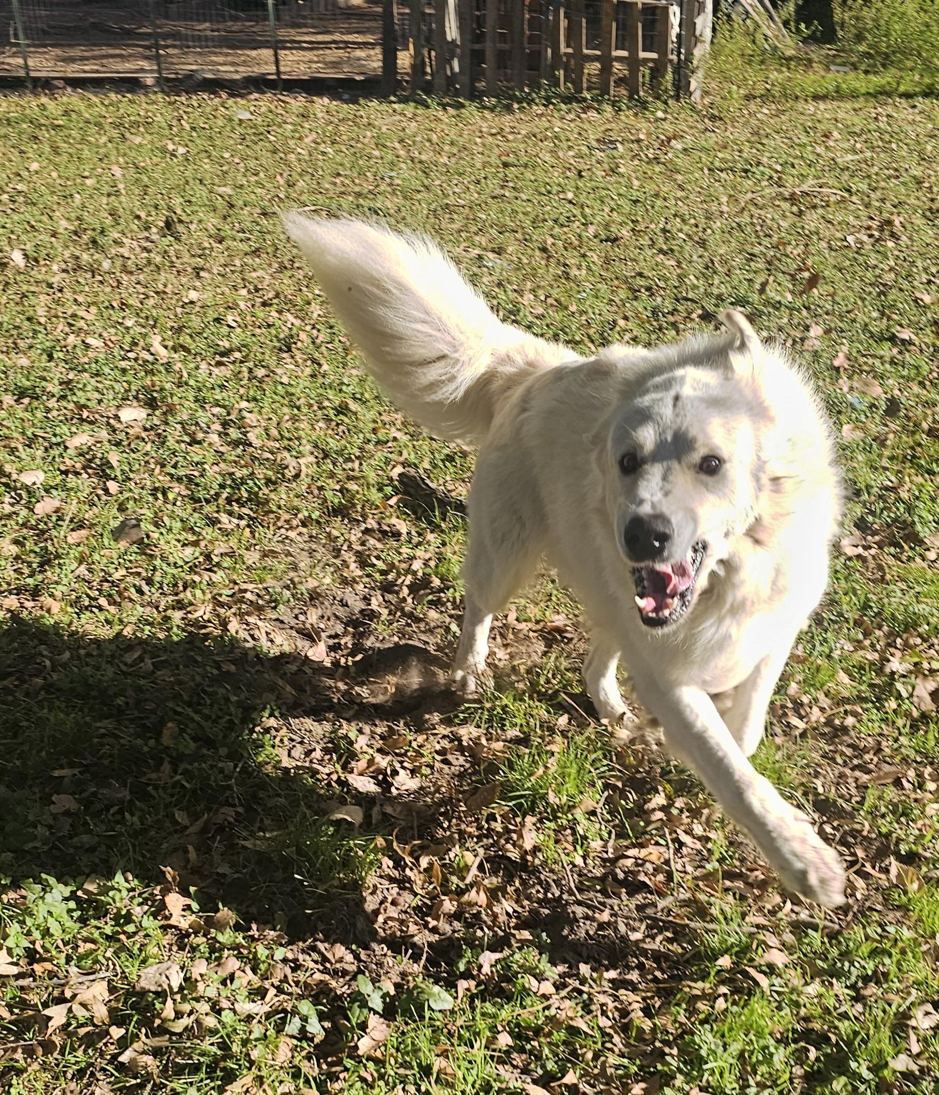 Fluff, Adoptable, Adult Male Great Pyrenees.
