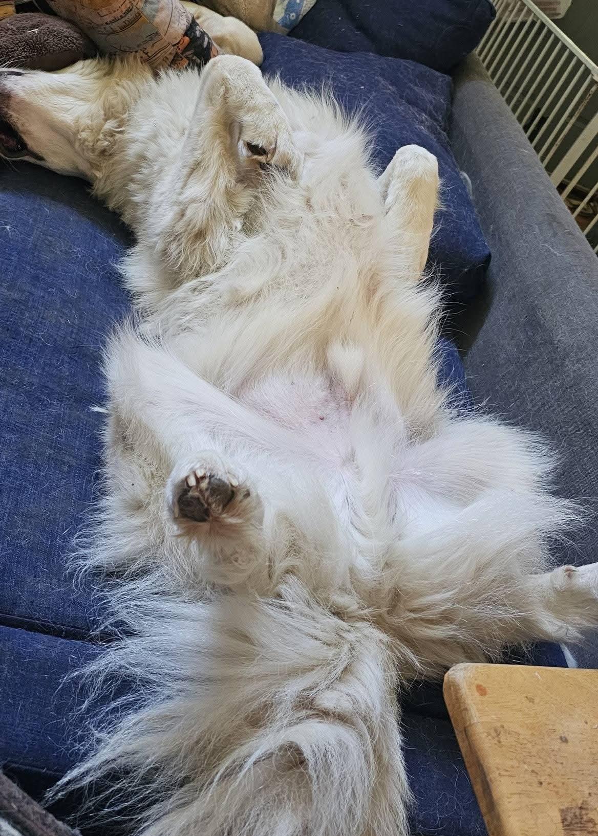 Enlarge Fluff, a Adoptable Great Pyrenees in Dallas, TX image 3/6