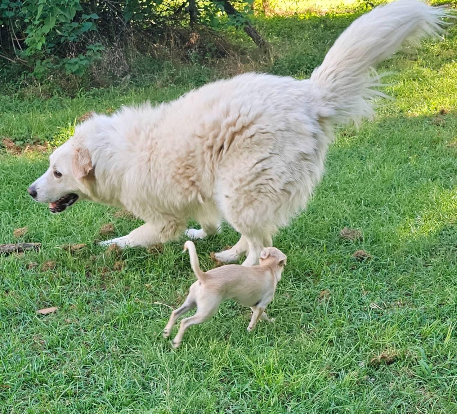 Enlarge Fluff, a Adoptable Great Pyrenees in Dallas, TX image 4/6