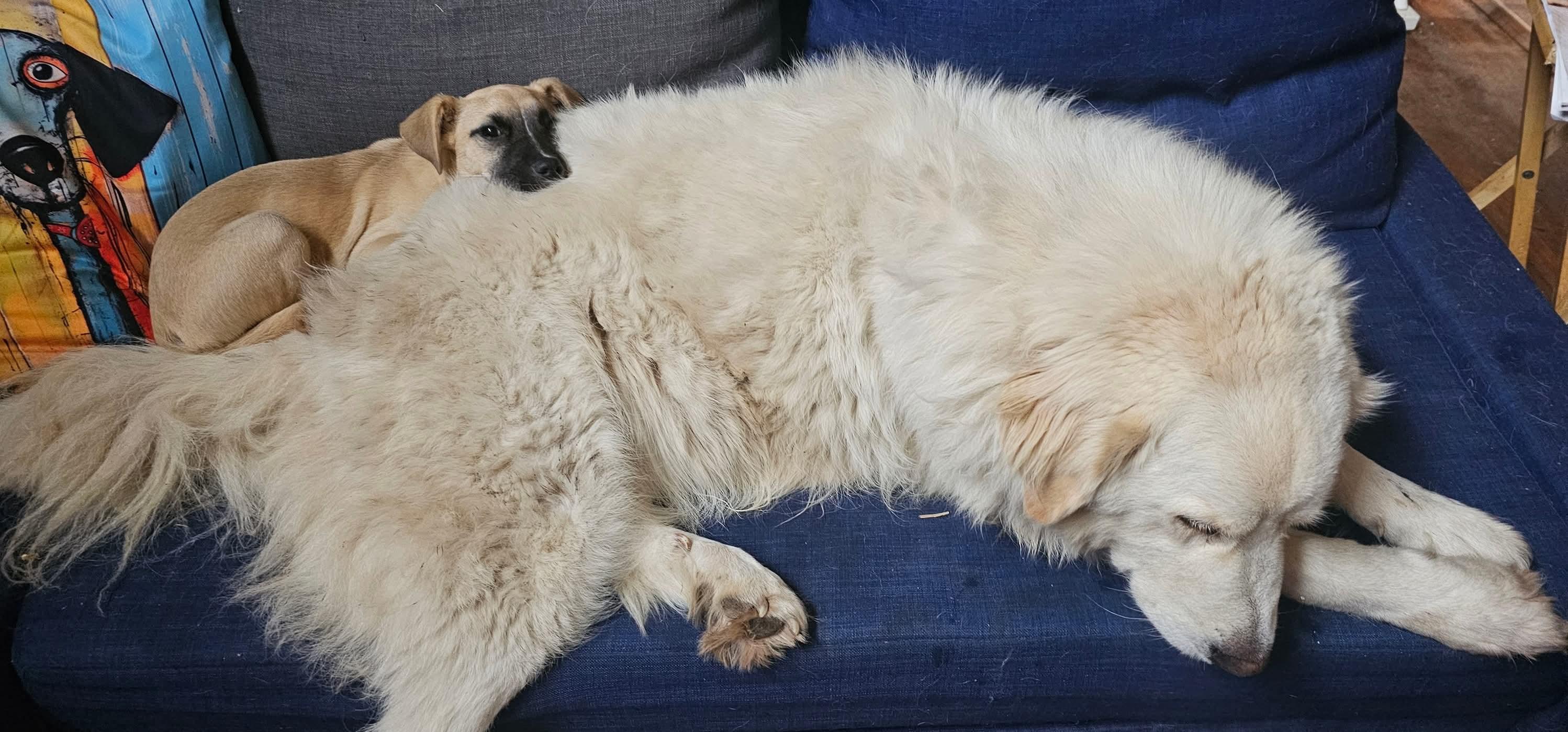 Enlarge Fluff, a Adoptable Great Pyrenees in Dallas, TX image 6/6