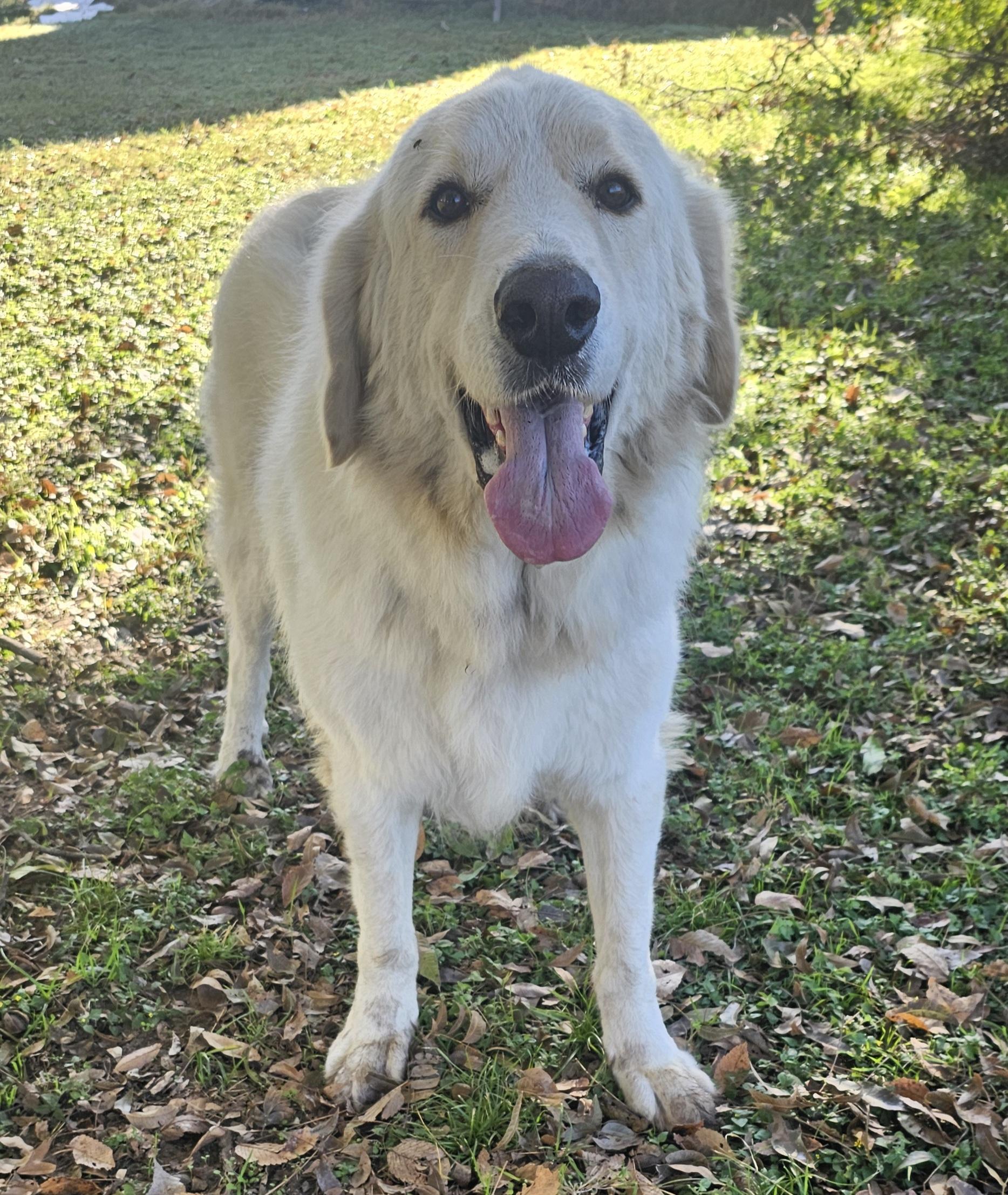 Enlarge Fluff, a Adoptable Great Pyrenees in Dallas, TX image 2/6