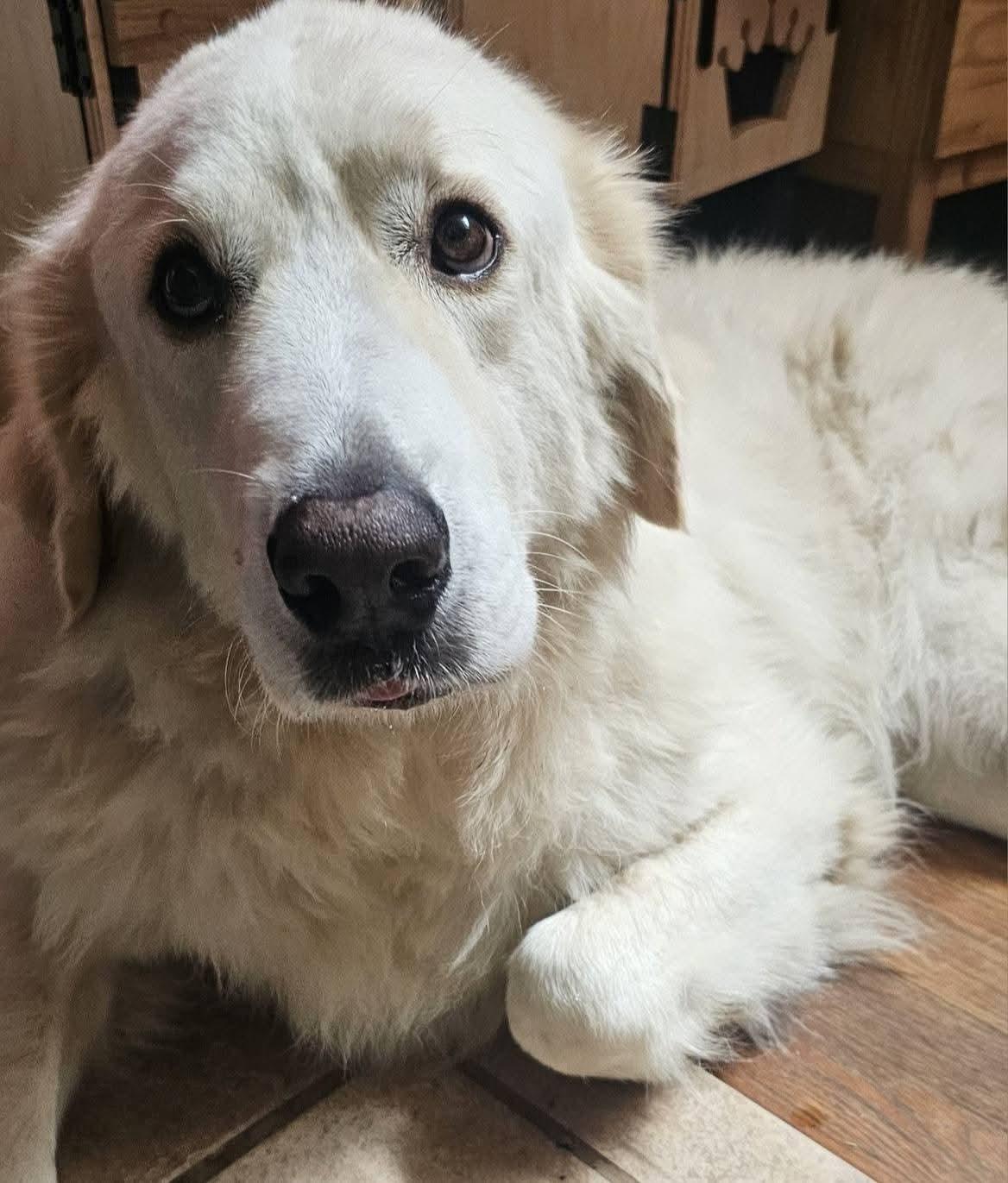 Enlarge Fluff, a Adoptable Great Pyrenees in Dallas, TX image 5/6