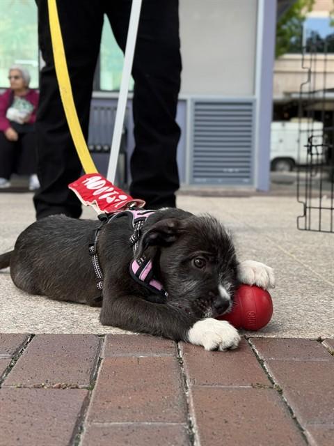 ROSELLE, Adoptable, Puppy Female German Wirehaired Pointer.