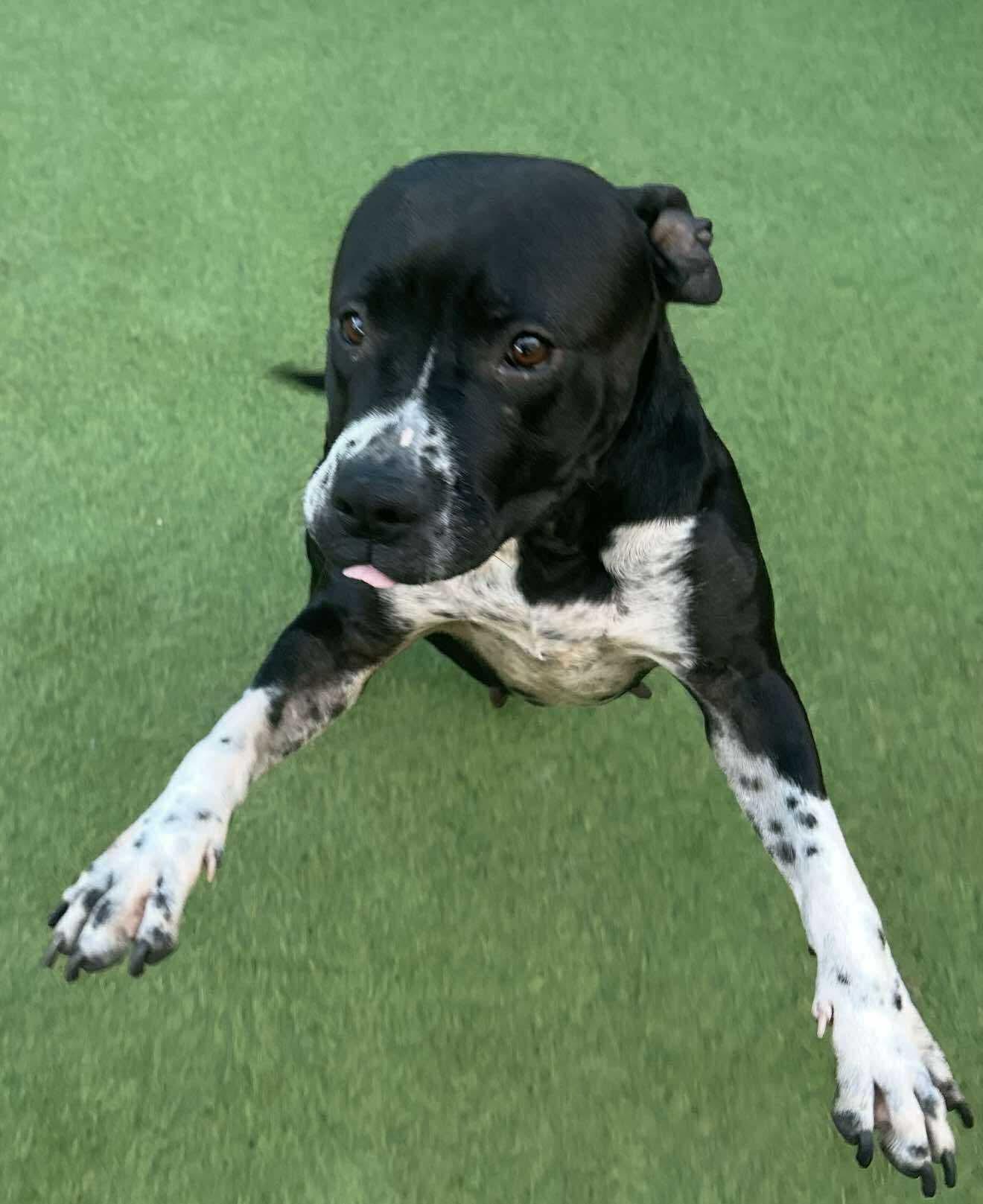 Peggy Sue, a Adoptable Pit Bull Terrier in Portland, OR image 5/6