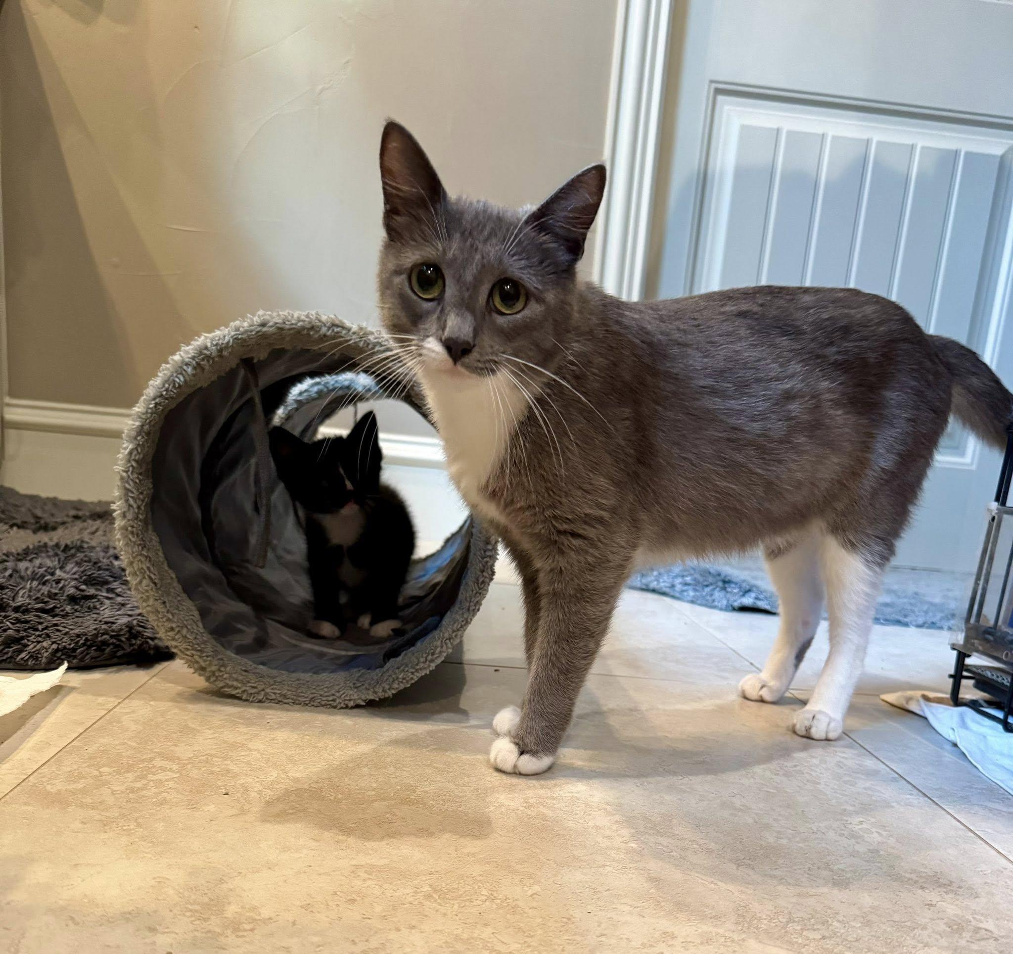 Enlarge Kitchi, a Adoptable American Shorthair in Flint, TX image 3/5