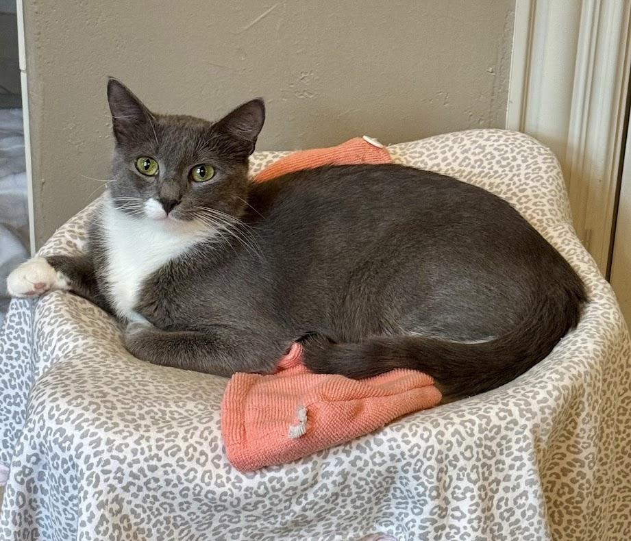 Enlarge Kitchi, a Adoptable American Shorthair in Flint, TX image 1/5