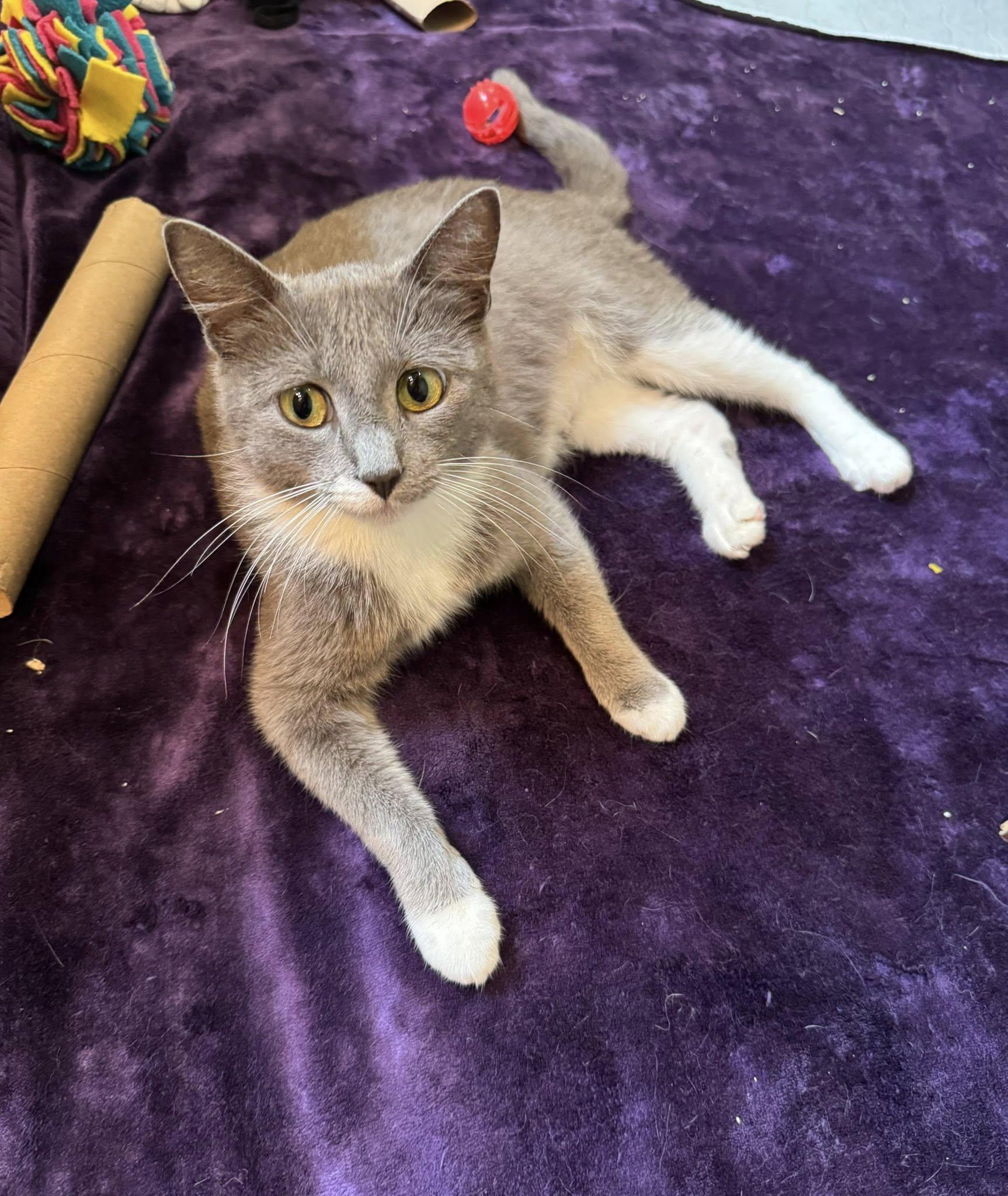 Enlarge Kitchi, a Adoptable American Shorthair in Flint, TX image 2/5