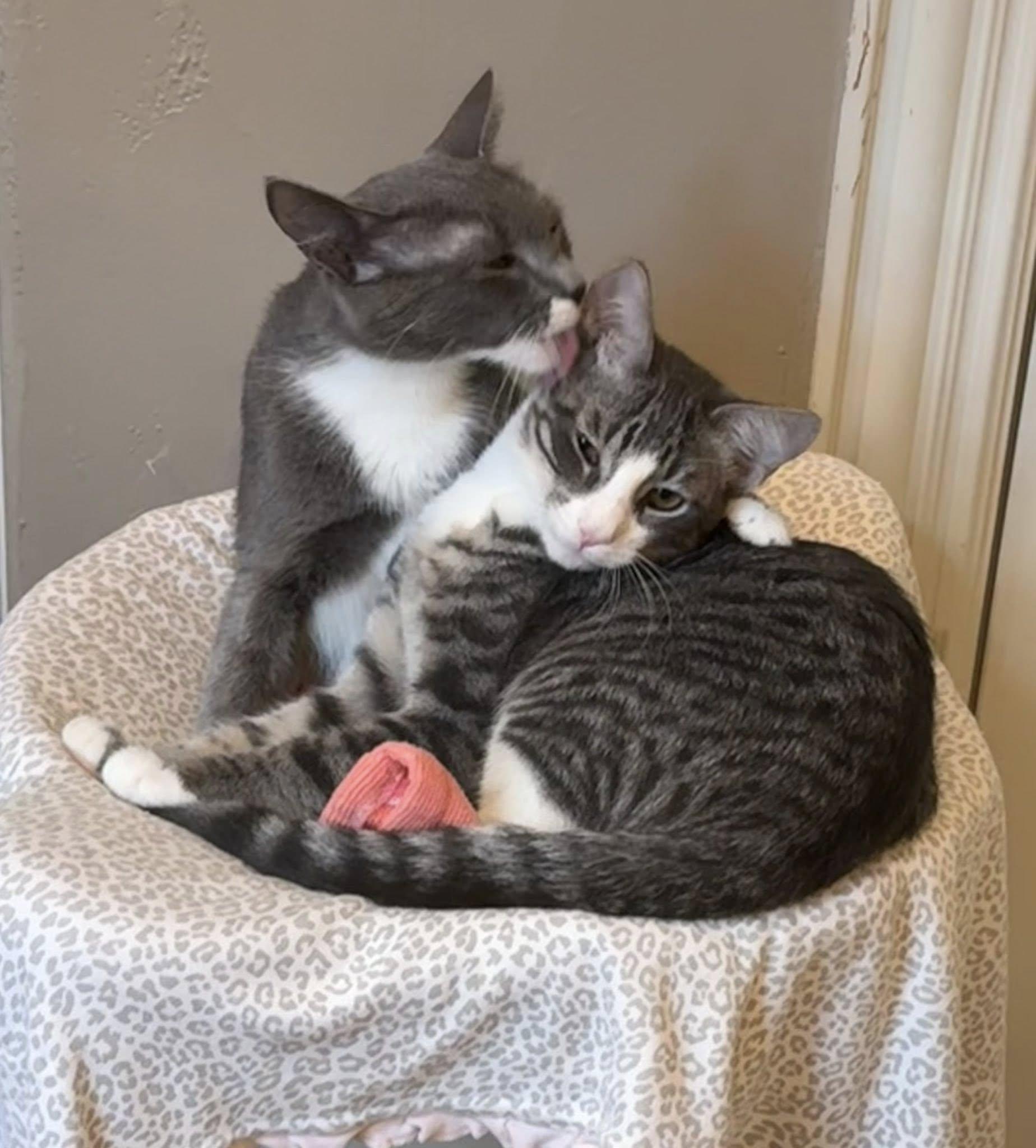 Enlarge Kitchi, a Adoptable American Shorthair in Flint, TX image 5/5
