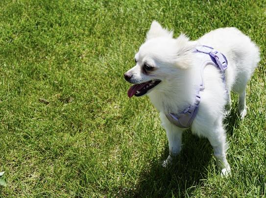 Yuki, a Adoptable mixed breed in Farmington, MN image 2/6