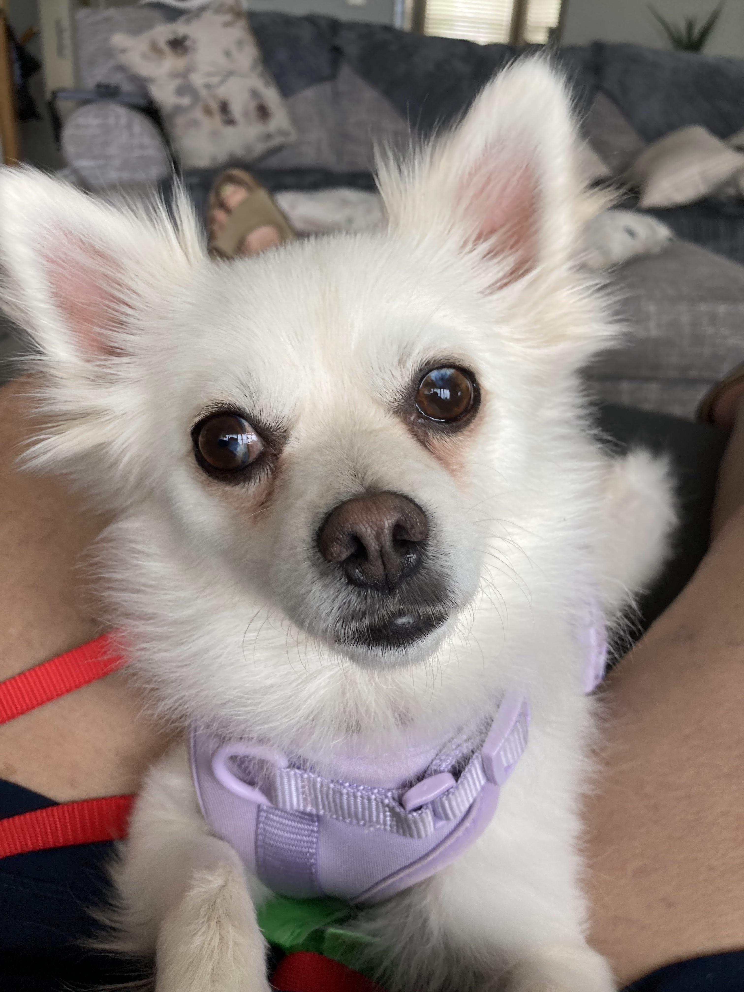 Yuki, a Adoptable mixed breed in Farmington, MN image 6/6