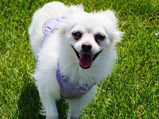 Yuki, a Adoptable mixed breed in Farmington, MN image 1/6