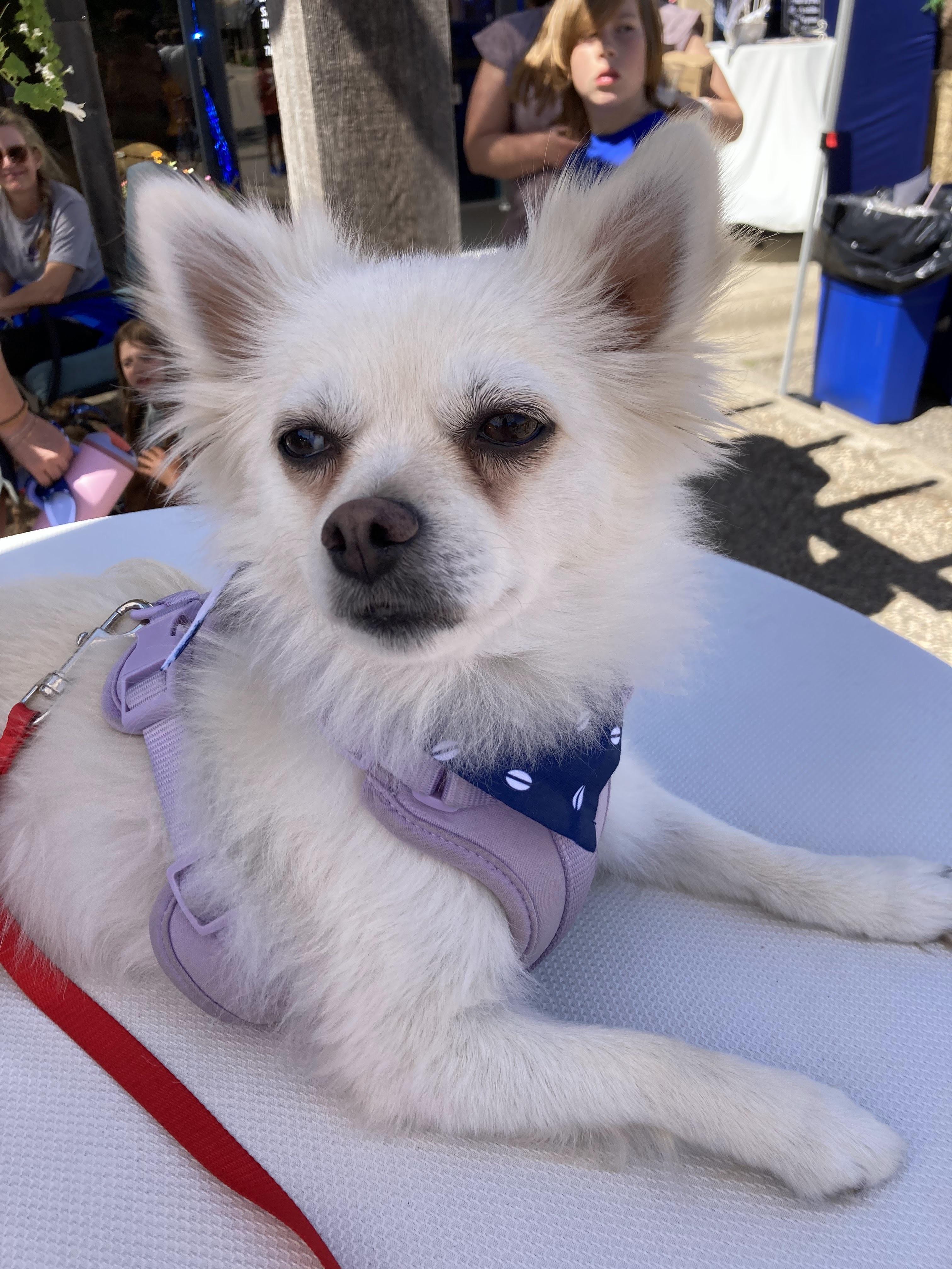 Yuki, a Adoptable mixed breed in Farmington, MN image 4/6