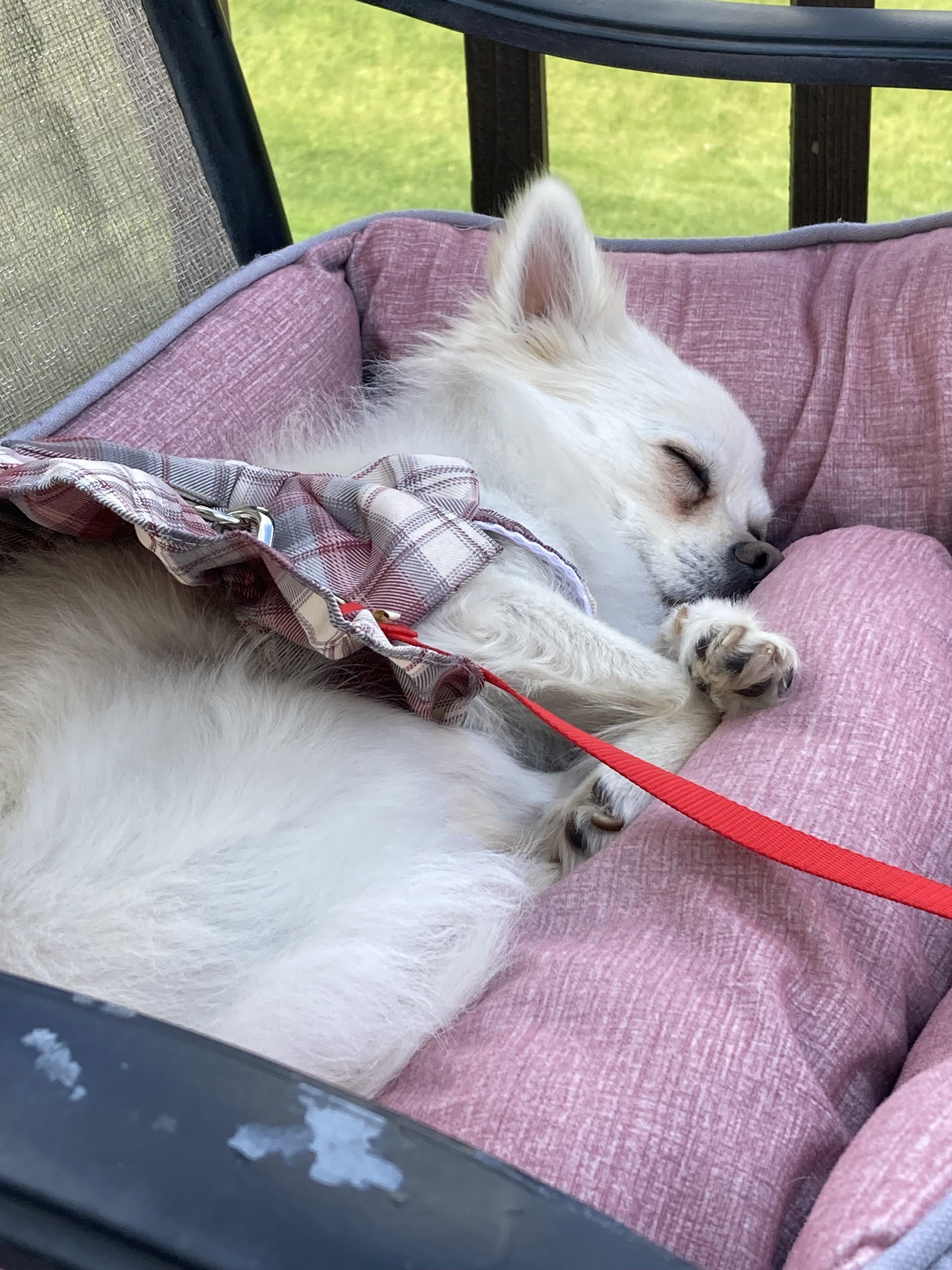 Yuki, a Adoptable mixed breed in Farmington, MN image 5/6